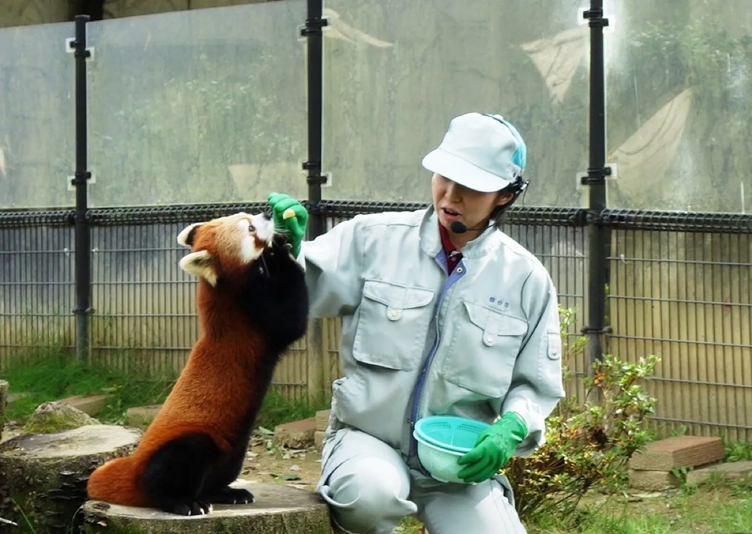 仕草がかわいいレッサーパンダ