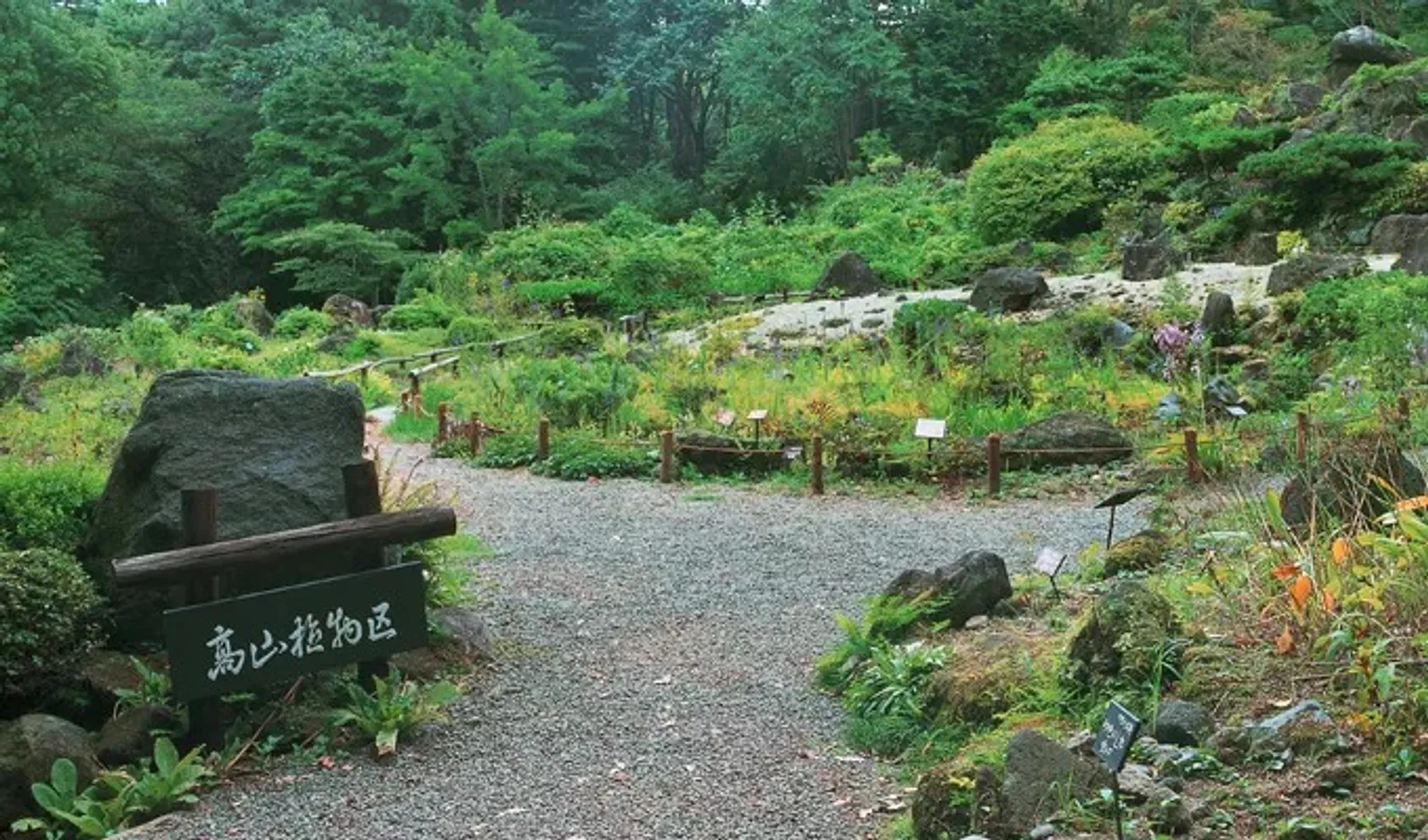 野草館前に広がるカタクリの群落
