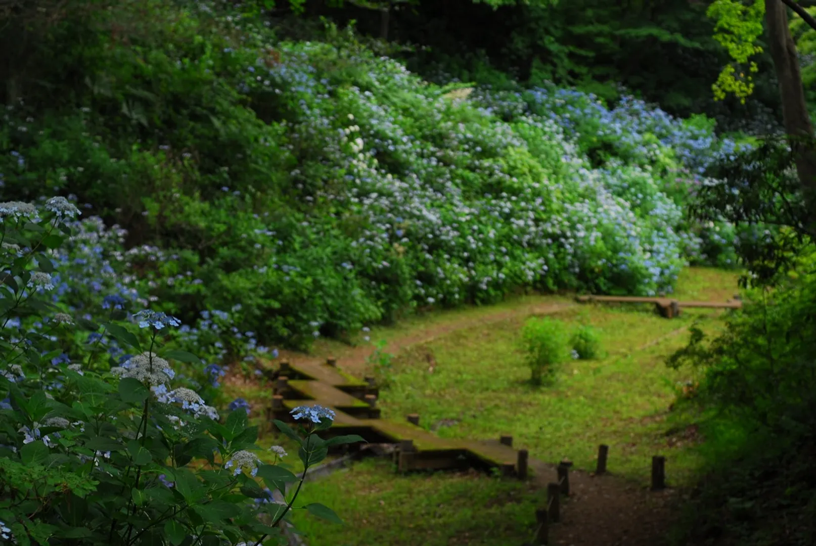 あじさい区のエゾアジサイ