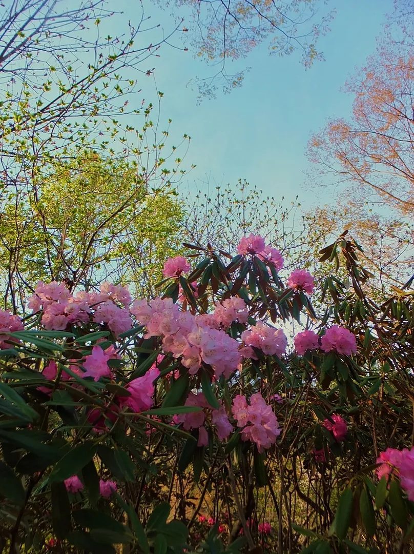シャクナゲ園アズマシャクナゲ