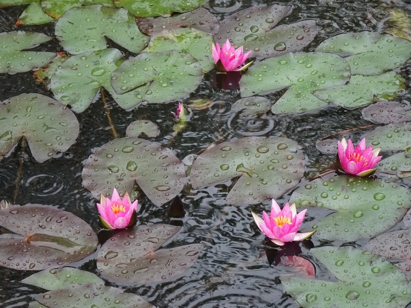 雨の日のスイレン池