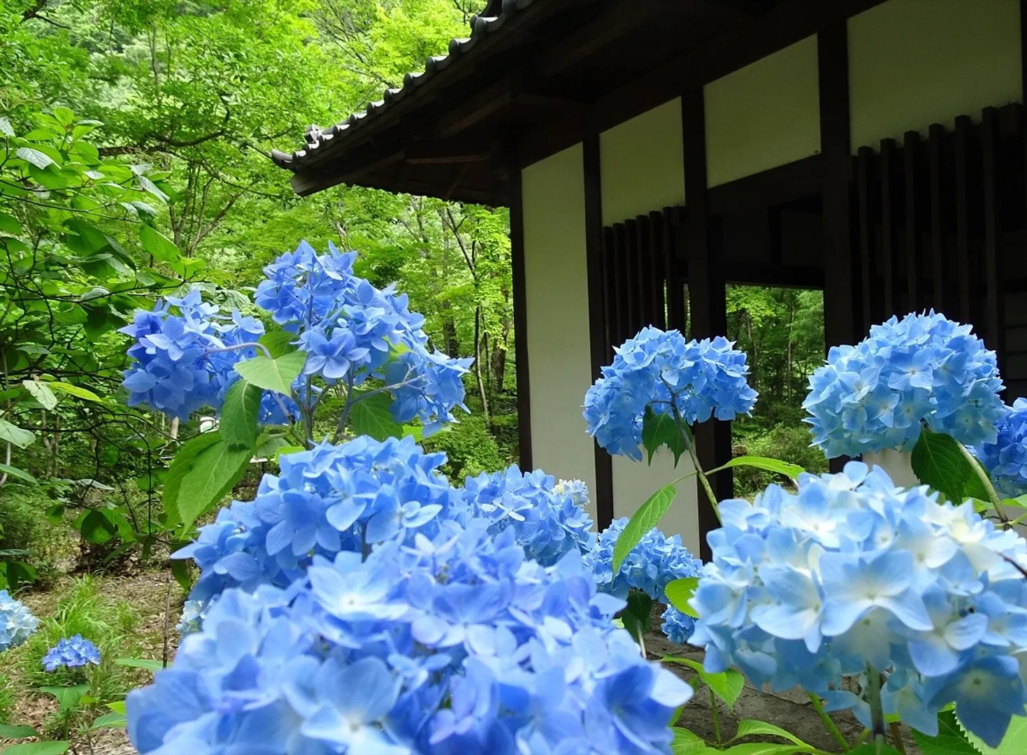 休憩所のアジサイ