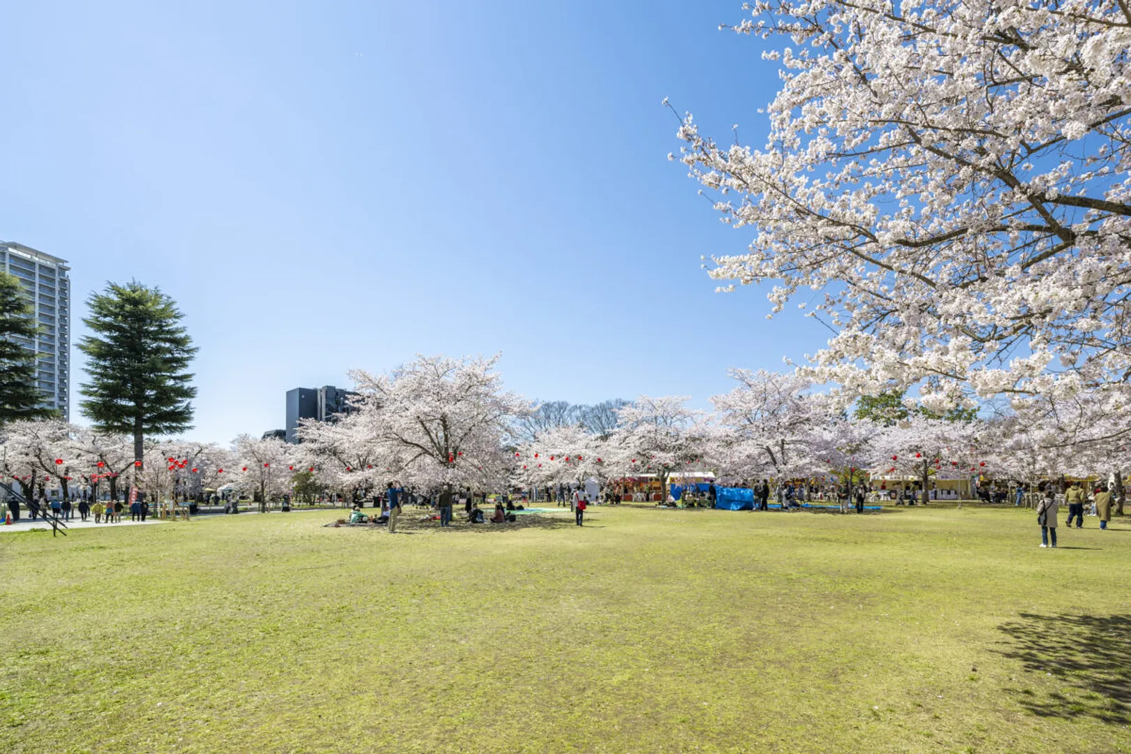 春は市内屈指のお花見スポットとして人気