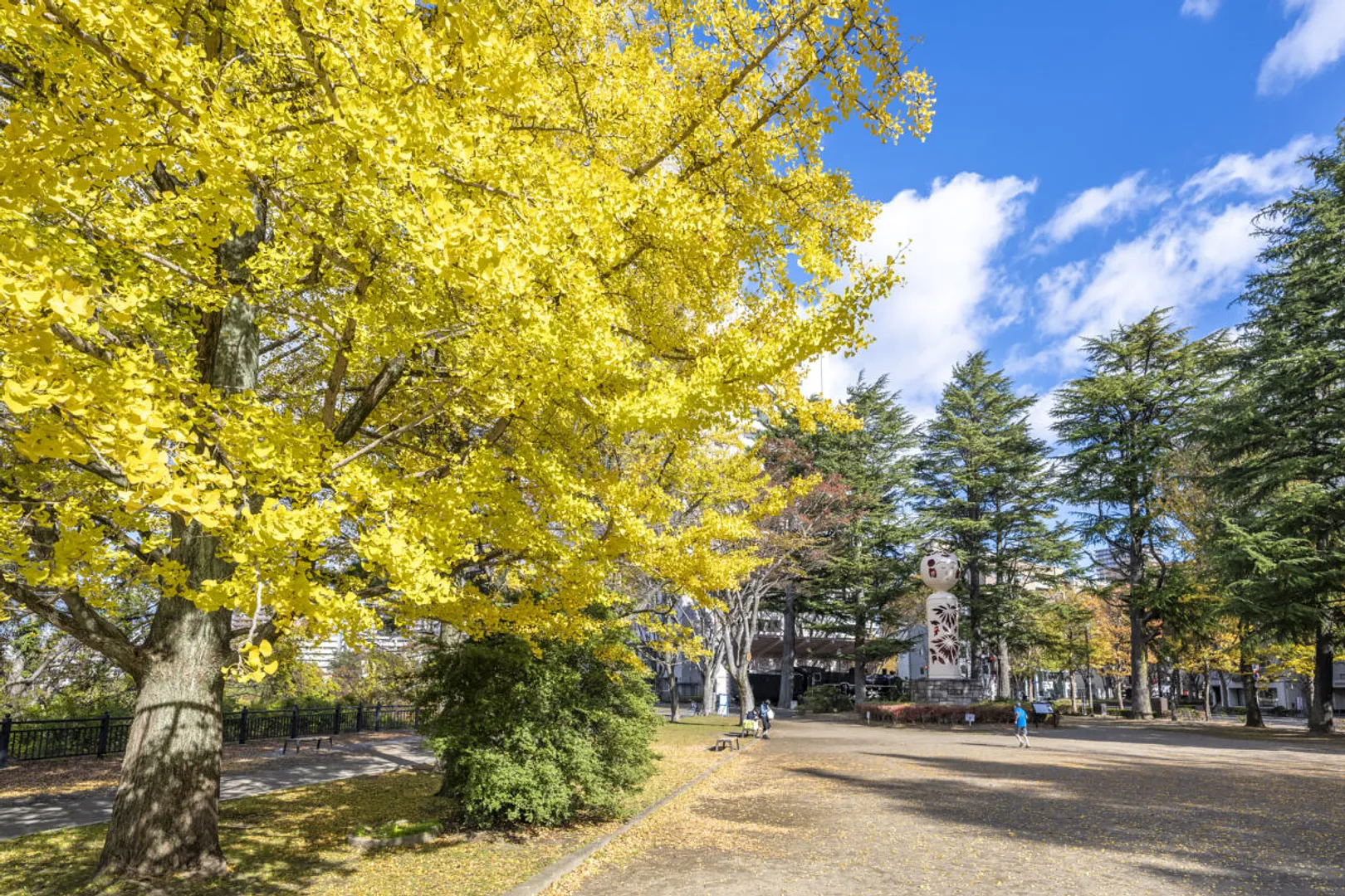 イチョウの黄葉が美しい広場