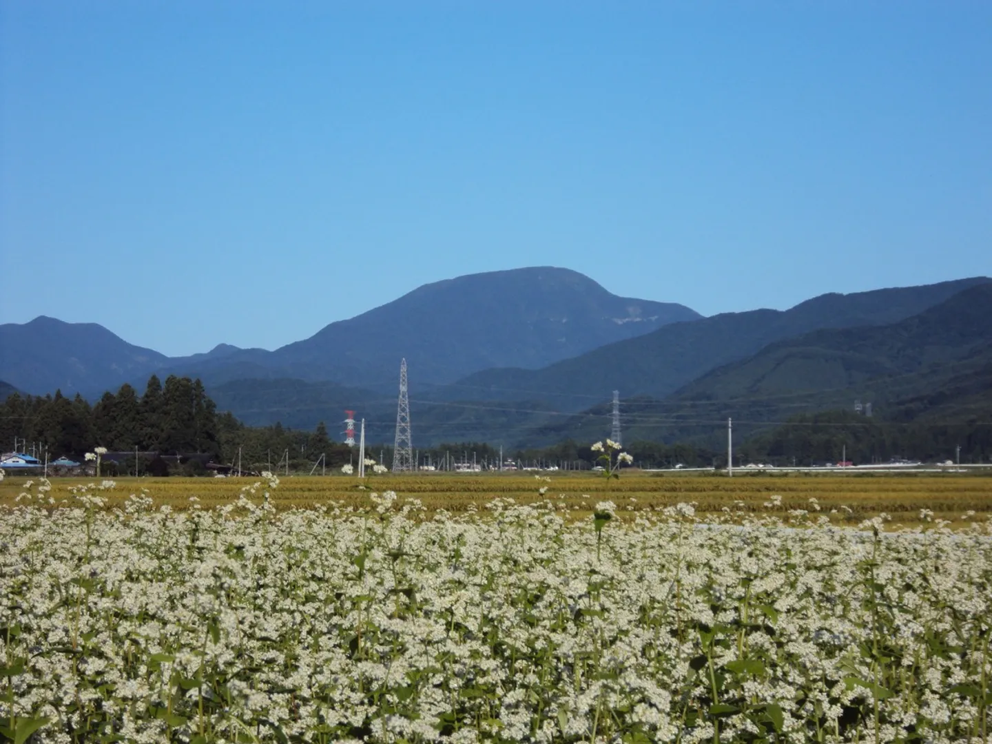 晩夏のそば畑から見える大東岳