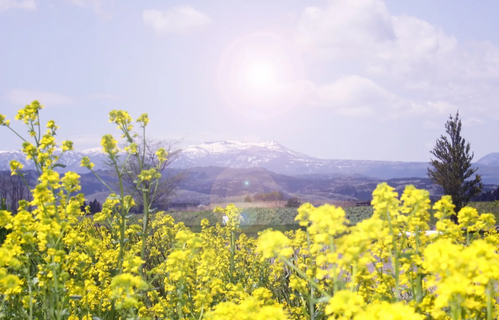 「船形山」菜の花の奥に見える積雪のある山が船形山です。