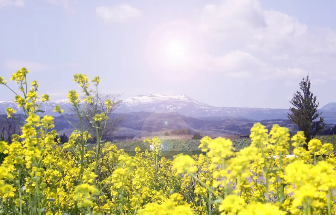 「船形山」菜の花の奥に見える積雪のある山が船形山です。