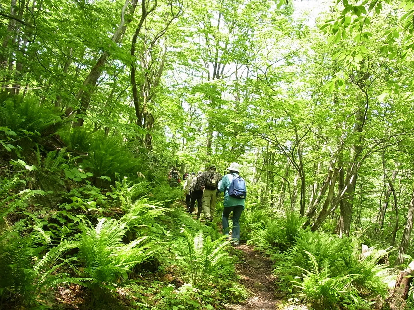 木漏れ日が美しい自然歩道