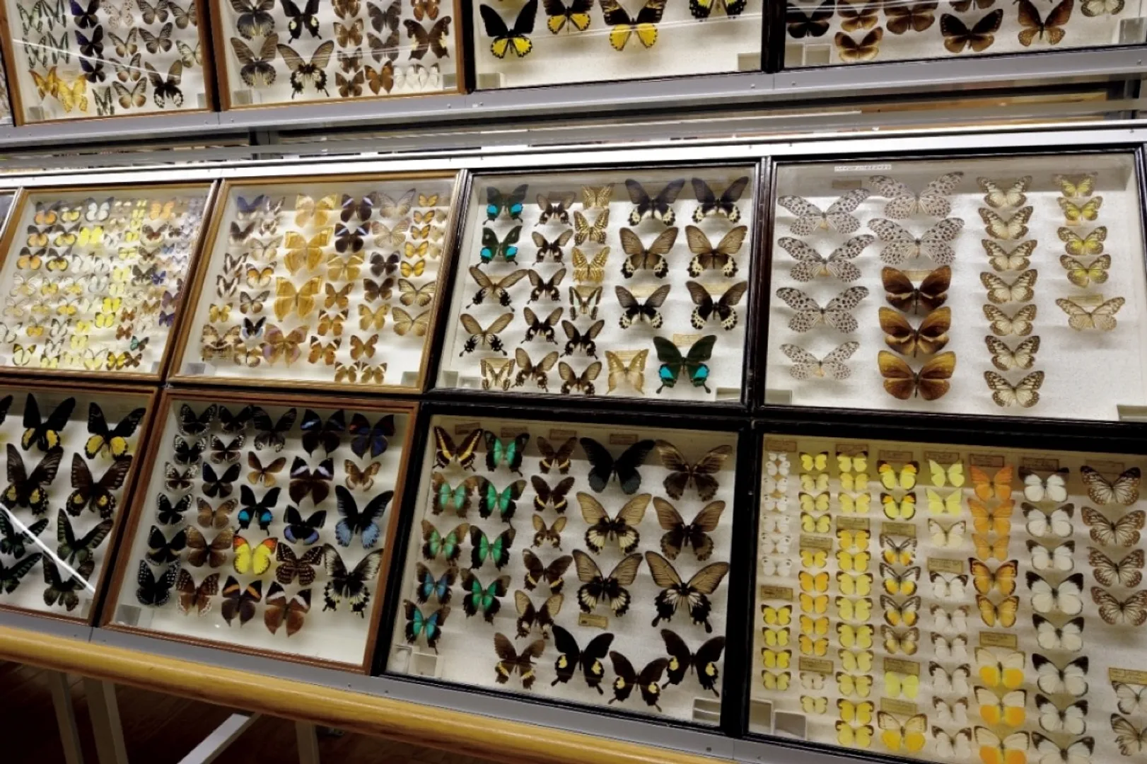 蝶展示室
