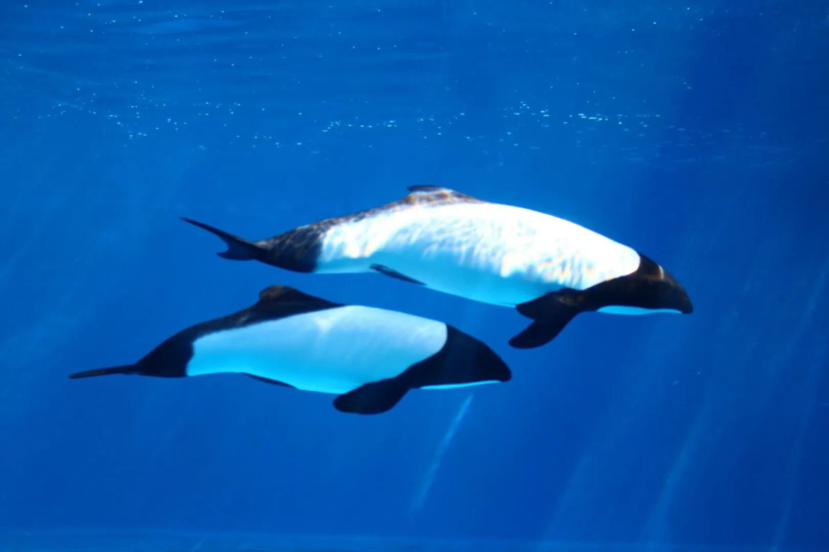 イロワケイルカ