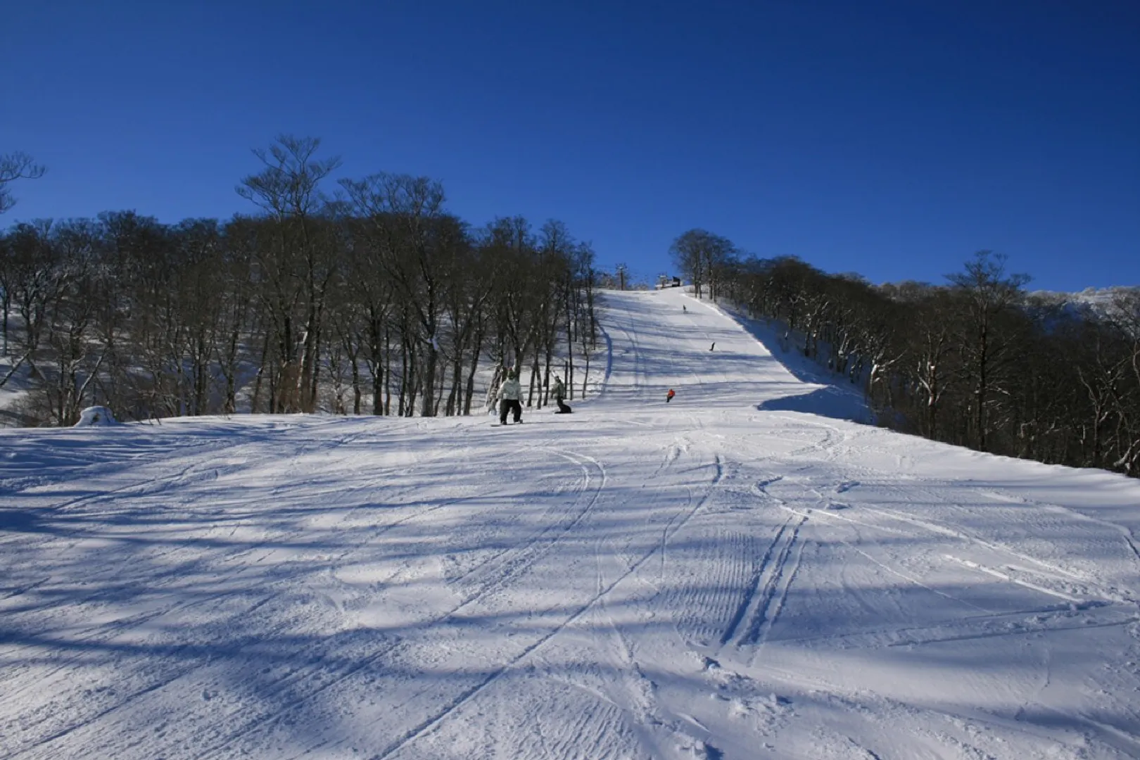 フォレストロード