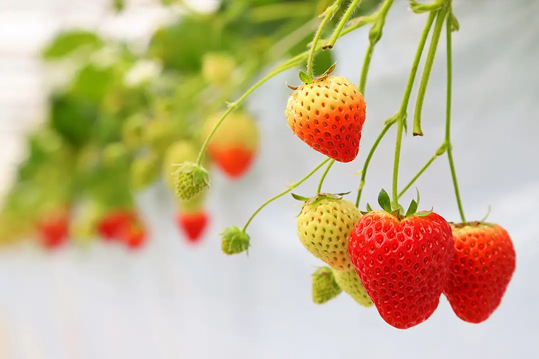 いちご
