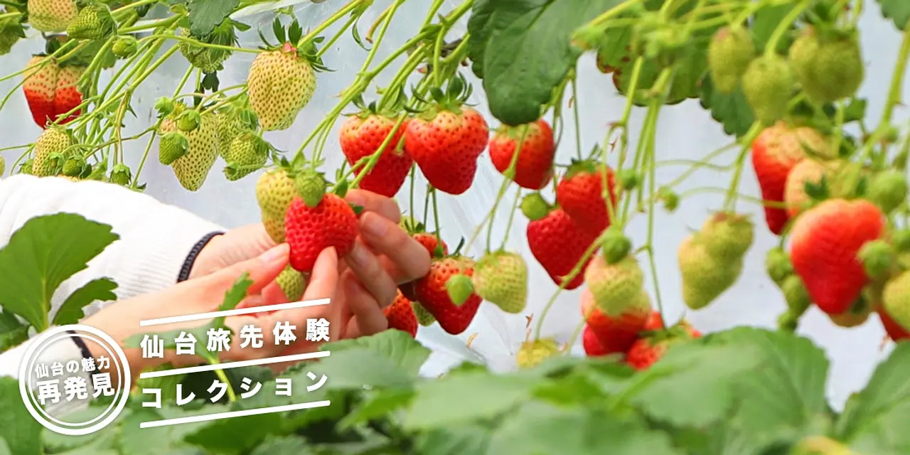 仙台の魅力再発見「仙台旅先体験コレクション」！