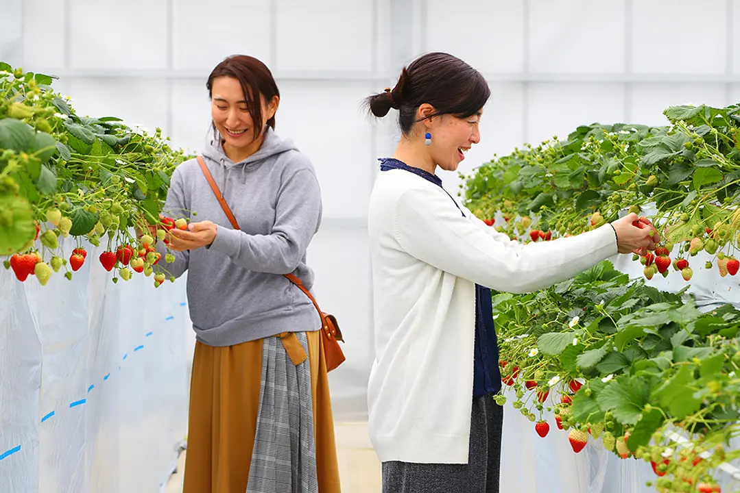「思いついたらすぐ行ける！仙台市内でいちご狩り」一苺一笑のイメージ