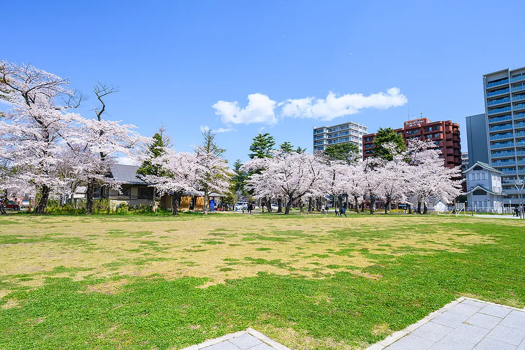 西公園櫻岡花見の風景