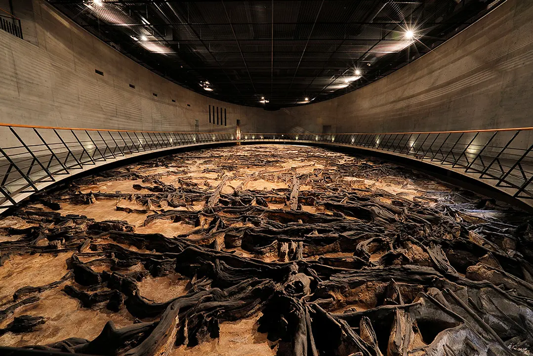 大地から切り離さずそのまま保存されている樹根は圧巻の一言。2万年前の様子が分かる再現動画も上映しています