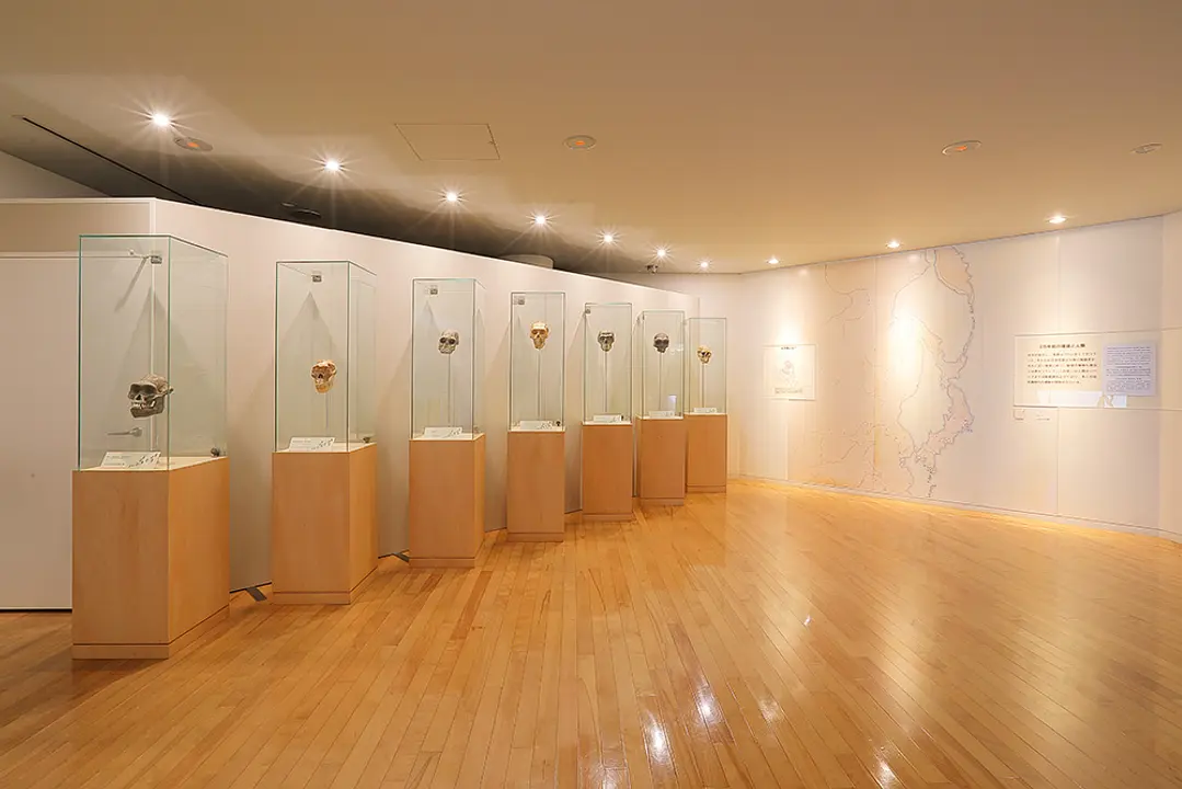 アウストラロピテクスなどの頭蓋骨（レプリカ）をもとに人類の進化を紹介している1階の常設展示