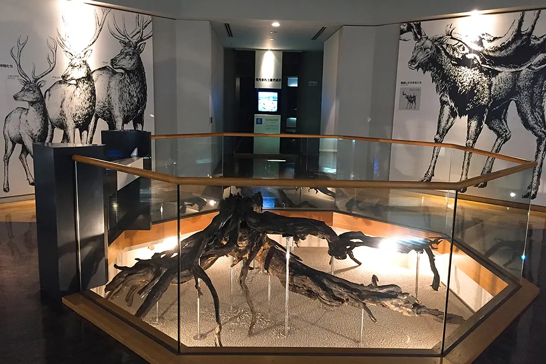 シカのフンや種子などから分かった当時の森の様子など、発掘調査の成果を詳しく紹介しています