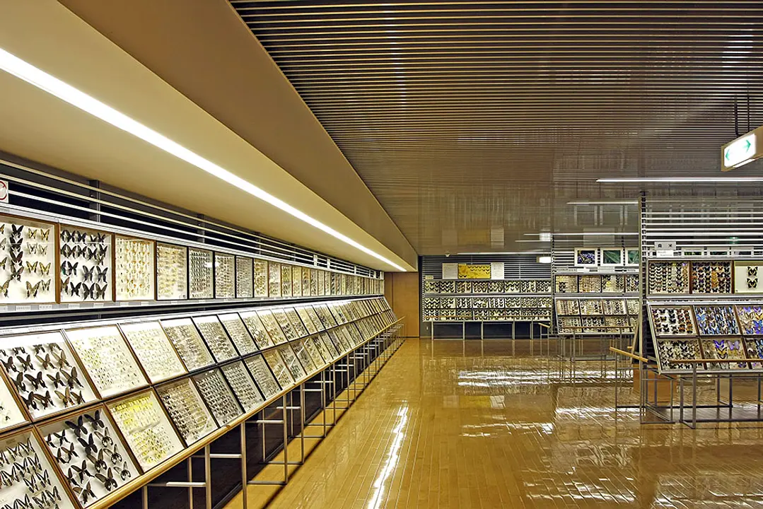 「アロッティトリバネアゲハ」のメスの標本はイギリスの「大英博物館」と「カメイ美術館」でしか見ることができません