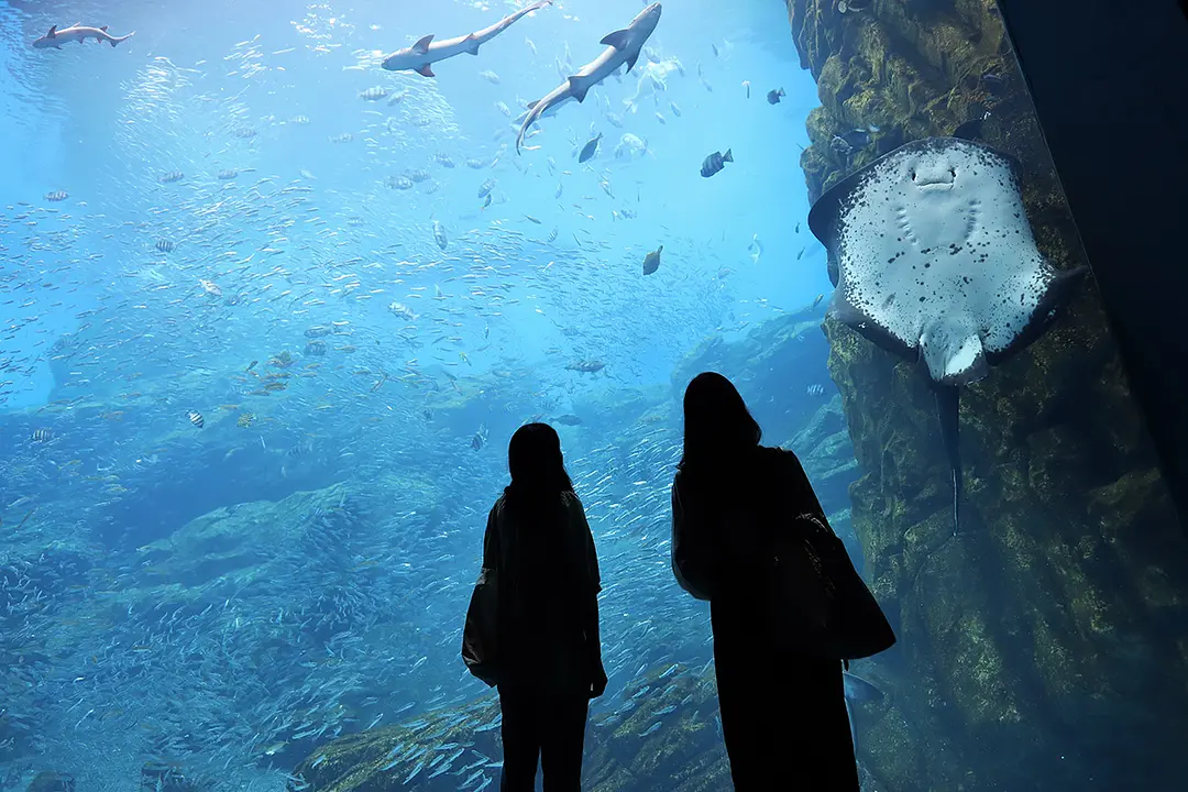 巨大水槽の前に立つと海の中に迷い込んだようです