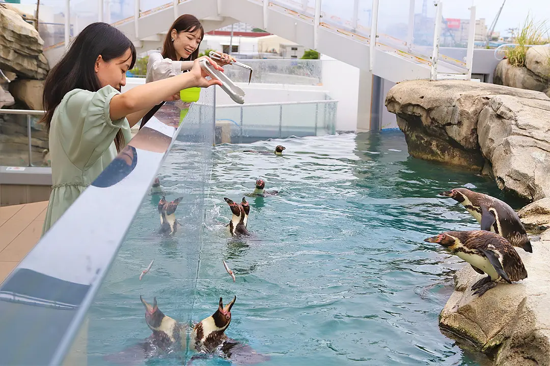 人気の「ペンギンフィーディングタイム」気分は飼育員さん
