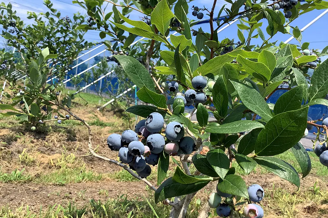 夏のおいしさ食べ放題！ブルーベリー摘み取り体験