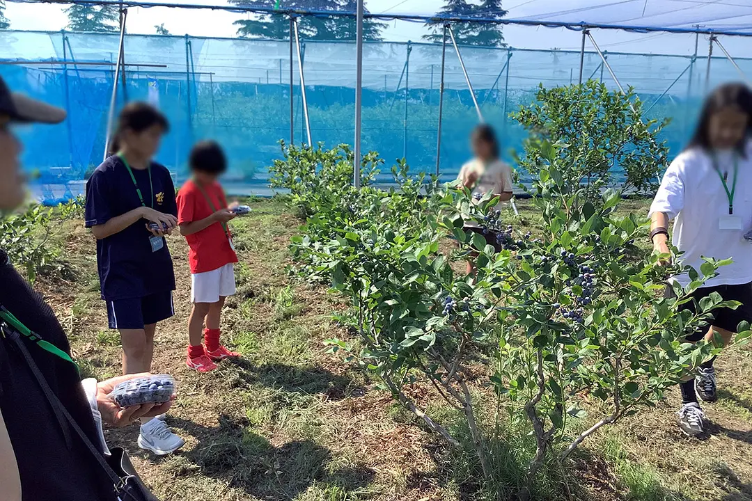 夏のおいしさ食べ放題！ブルーベリー摘み取り体験