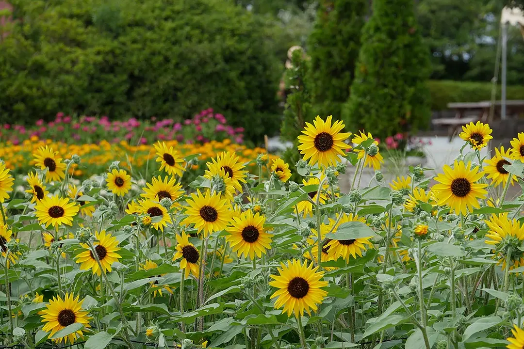 スポット：せんだい農業園芸センター