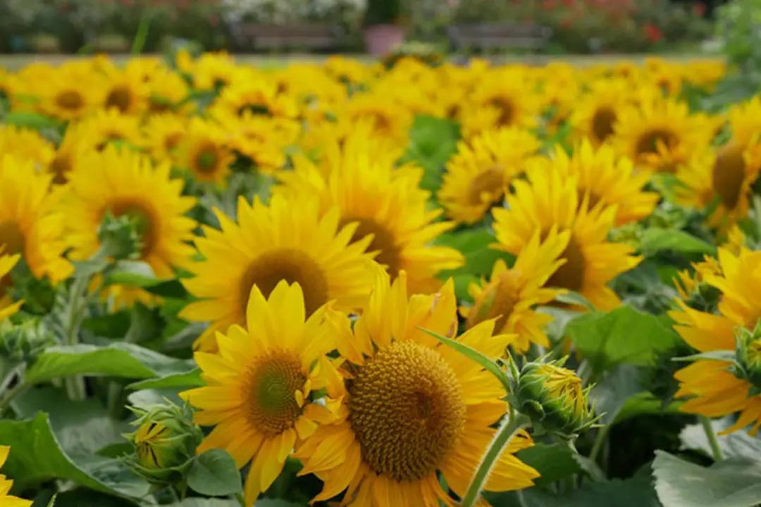 スポット：せんだい農業園芸センター