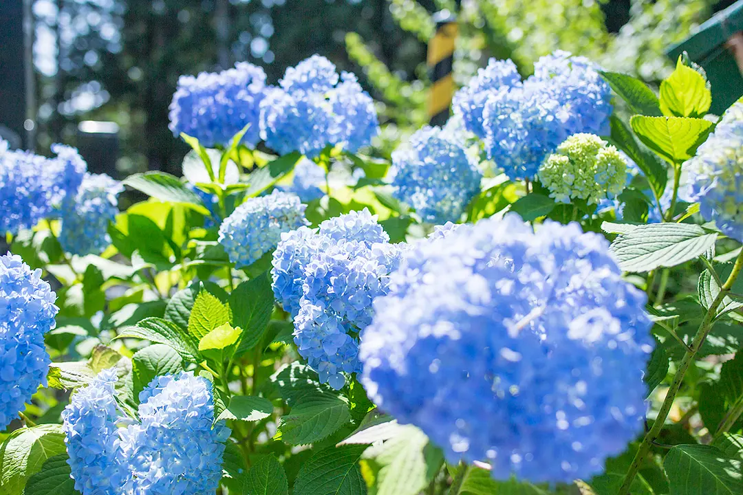 あじさい