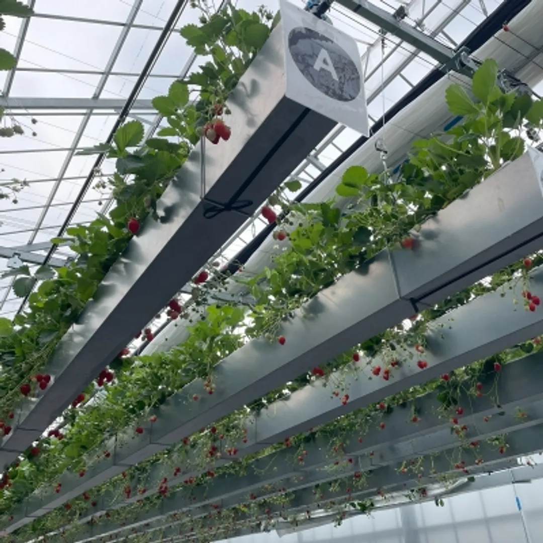 有限会社ケロケロの杜