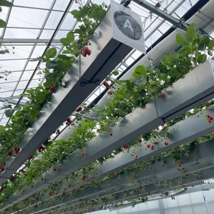 เคโรเคโระ โนะ โมริ