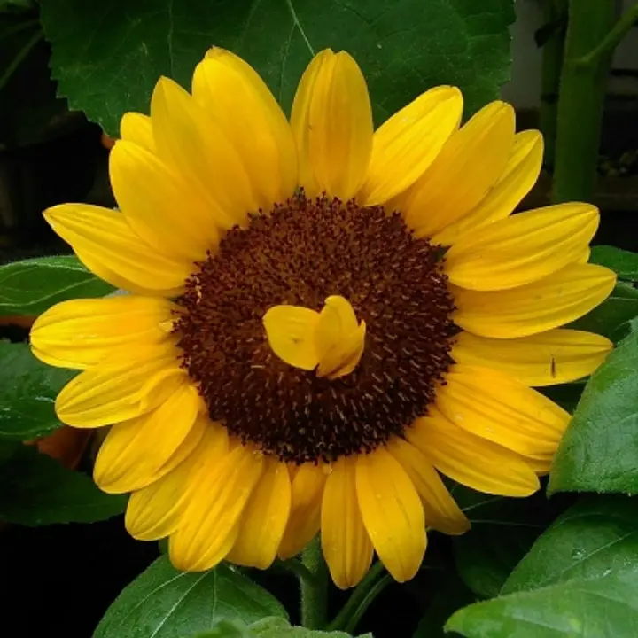 里山ガーデン工房　ハッピーボタニカル