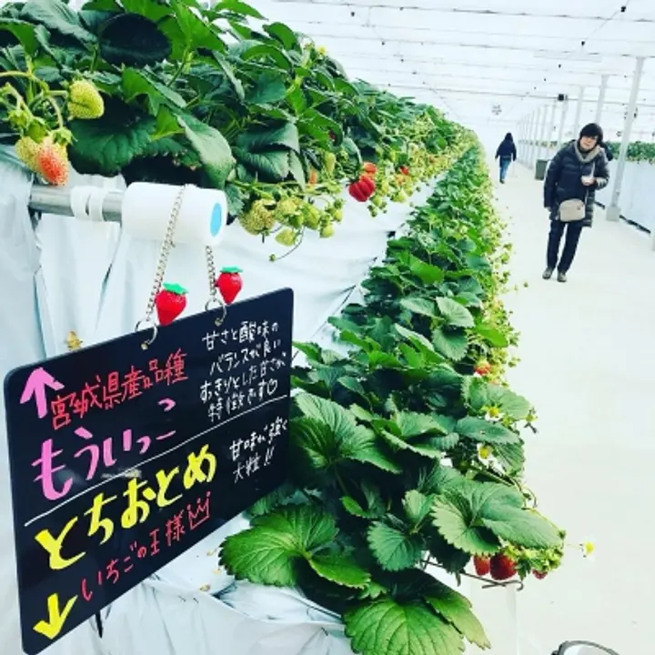 株式会社　一苺一笑