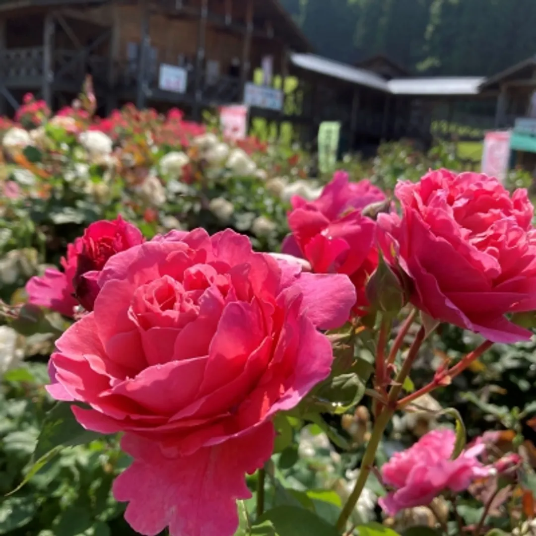 村山市观光产品协会