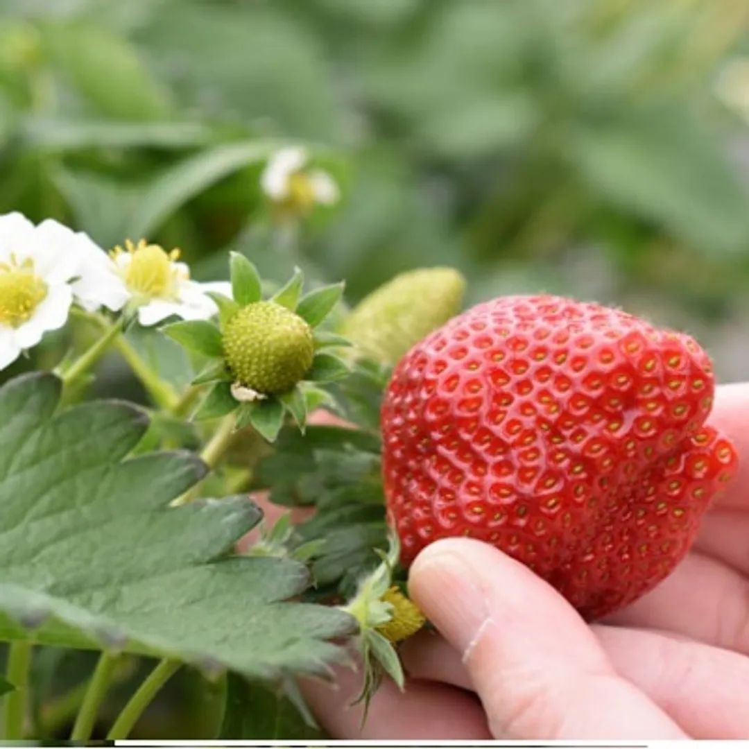 山元いちご農園 株式会社