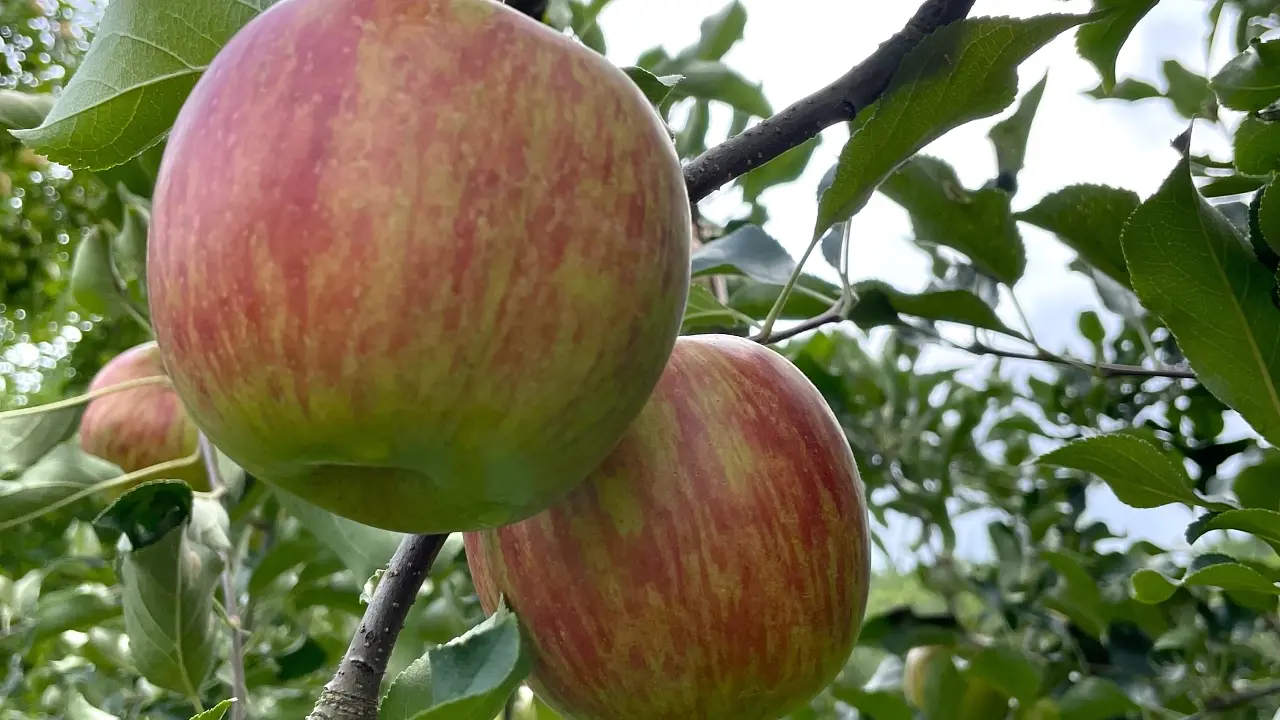 【かみのやま温泉】りんご狩りチケット