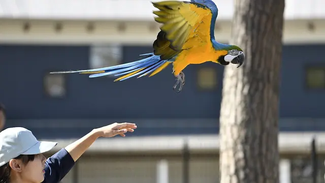 フリーフライト