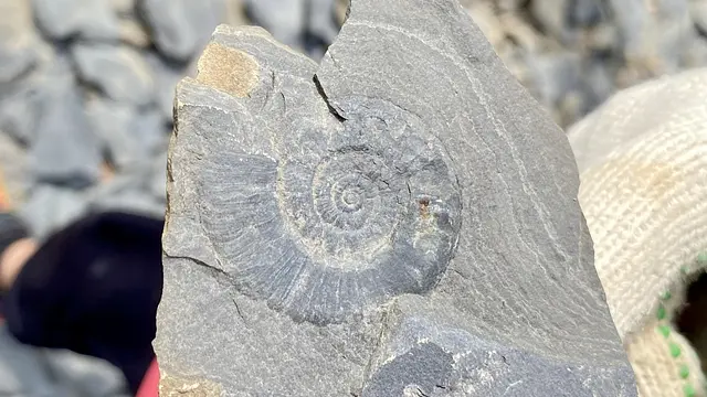 2026【化石発掘・午後の部】南三陸で化石発掘体験