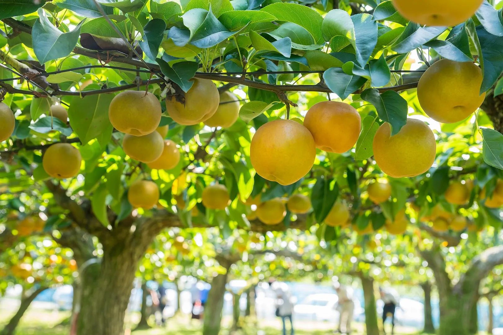 もぎたての美味しさは格別です。梨棚の下で写真を撮るのもおすすめですよ。