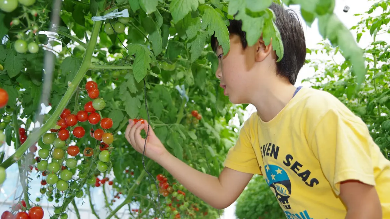 Tomato Picking Experience in Sendai