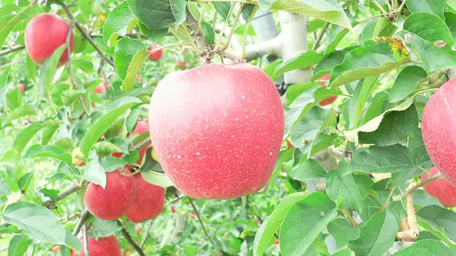 Apple Picking Experience in Sendai