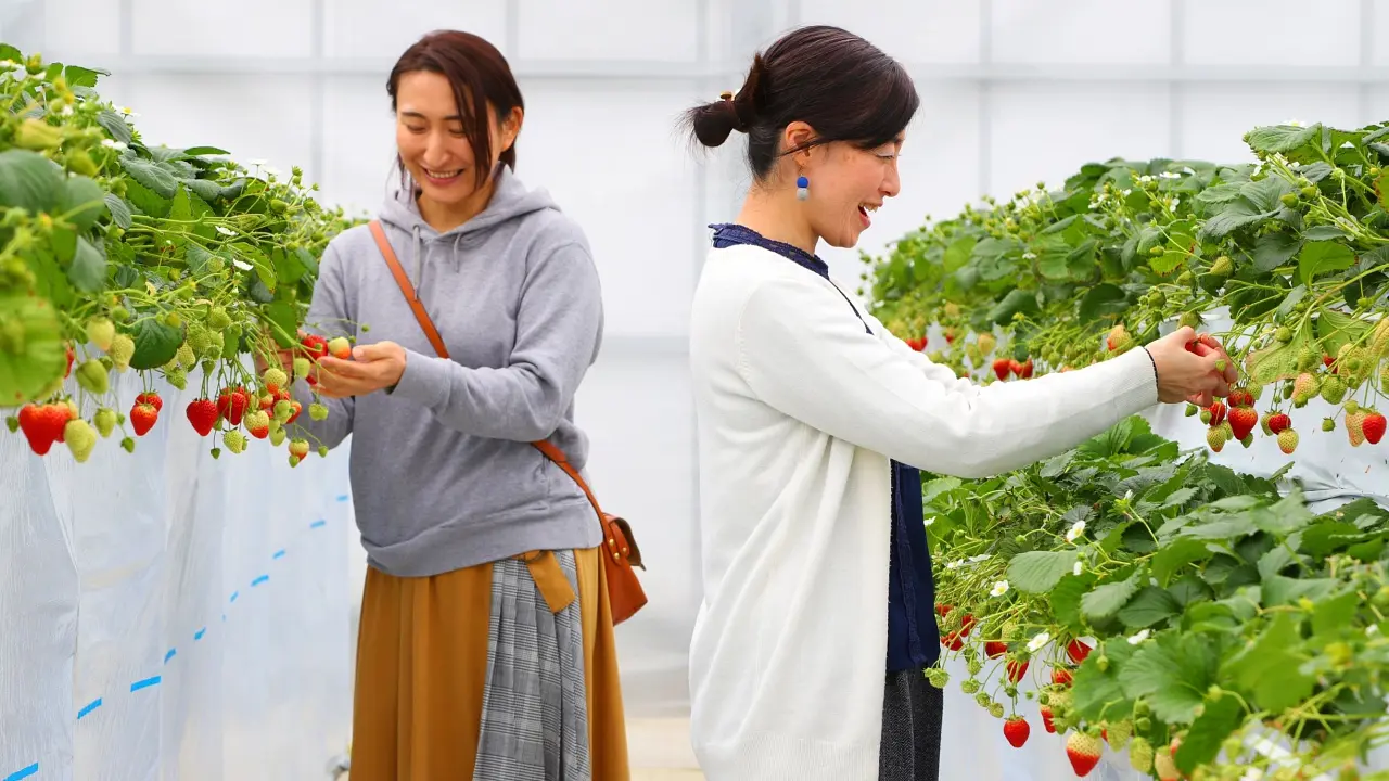Sendai Strawberry Picking Experience