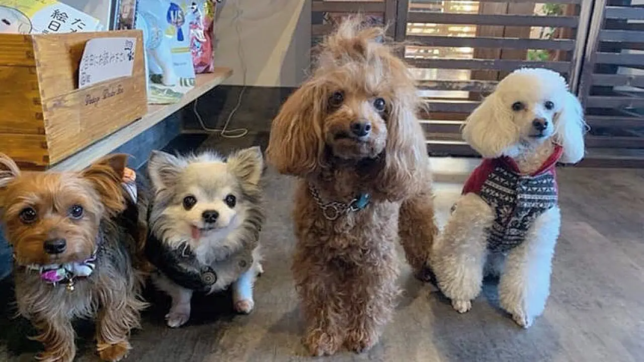 🐶Let's Visit a Dog Cafe!🐶