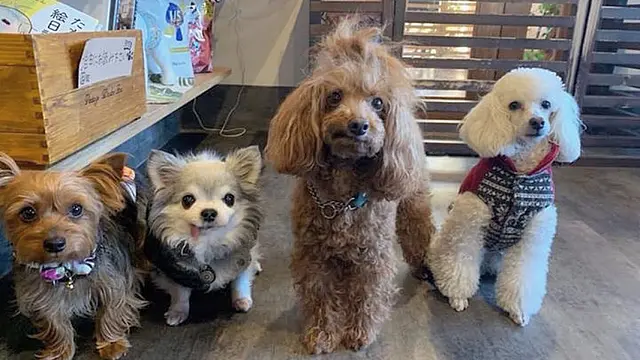 ワンちゃんと遊べるお店🐶犬カフェwithDOG（ウィズドッグ）体験