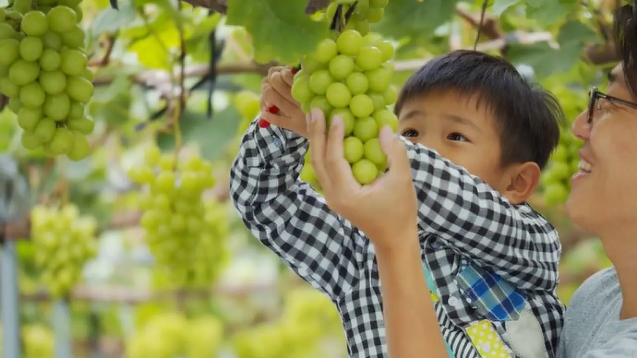 40-minute All-You-Can-Eat Luxury Grape Picking Experience in Yamamoto Town