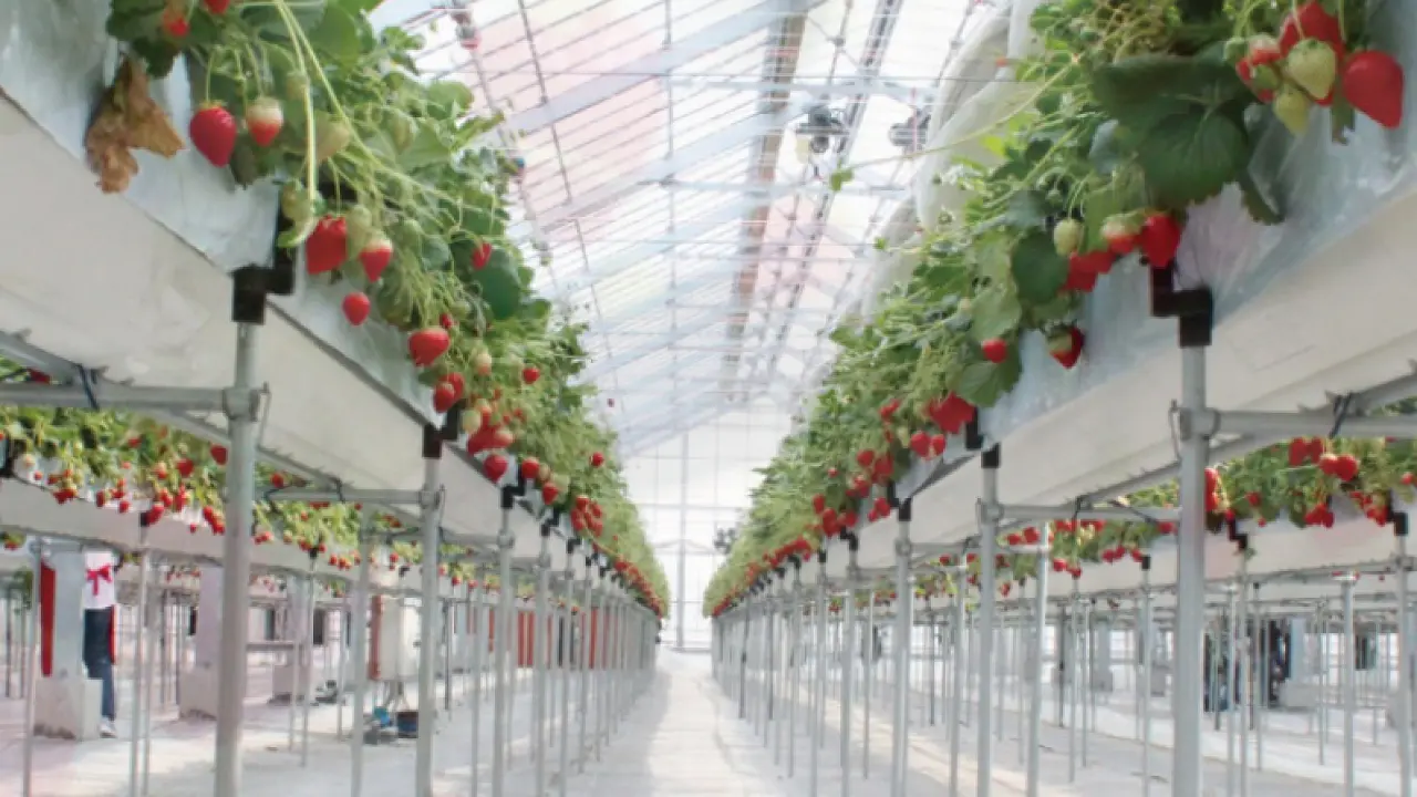Strawberry Picking at "MIGAKI FARM" in Yamamoto Town