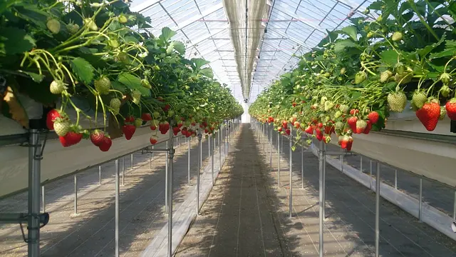 山元いちご農園　いちご狩り