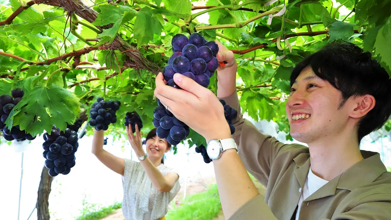 Grape Picking Experience in Sendai