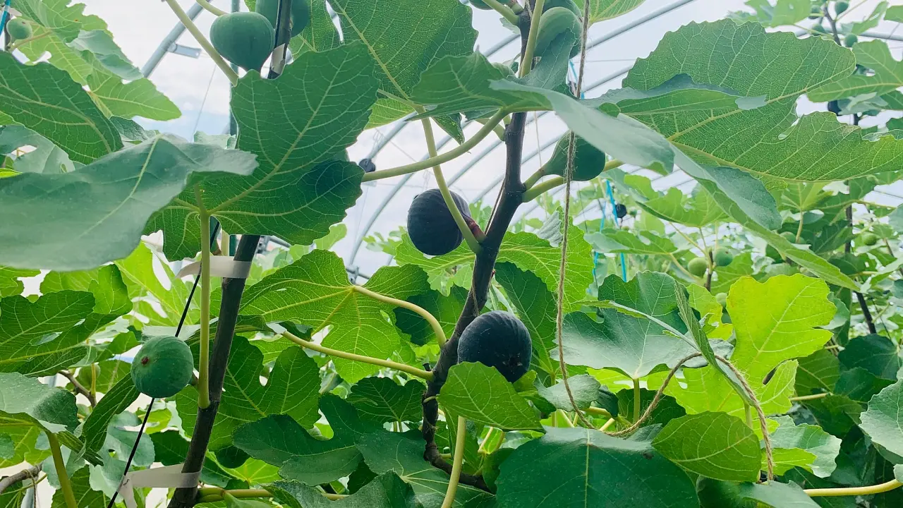 仙台無花果採摘體驗